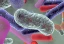 category-image-whatareprebiotics.webp