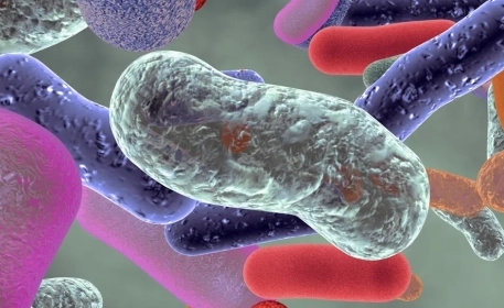 What Are Prebiotics | Foods and Supplements?
