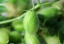 category-image-young_chickpea.webp