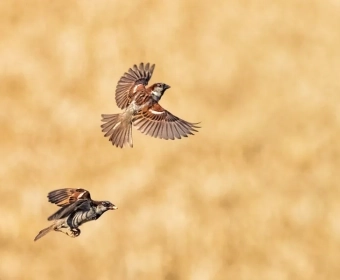 categoty-image-bird-pests.webp