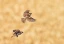 categoty-image-bird-pests.webp