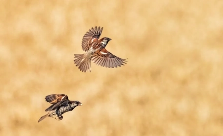 How to save your food from pesky birds