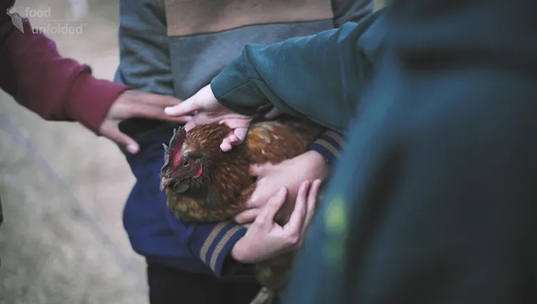 Chicken