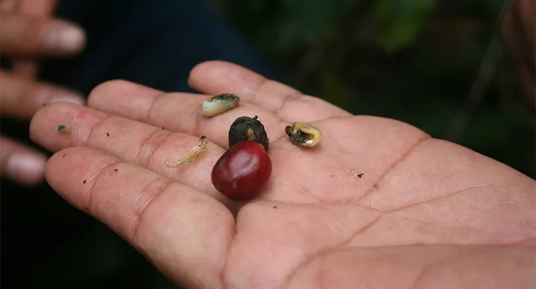damaged coffee bean