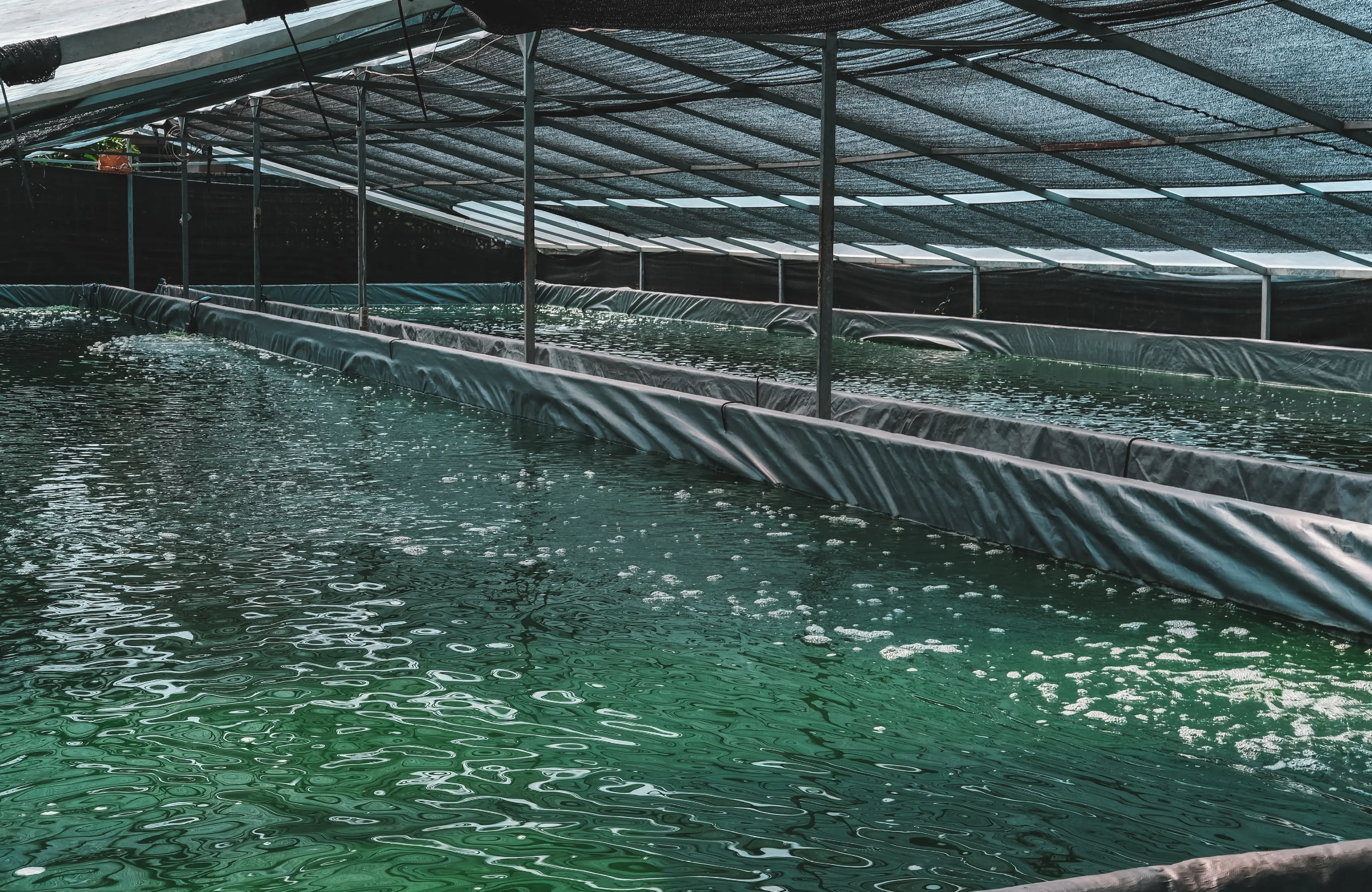 Leichte Handhabung und überschaubare Kosten: In offenen Anbau-Becken können sehr robuste Mikroalgen wie Spirulina kultiviert werden.