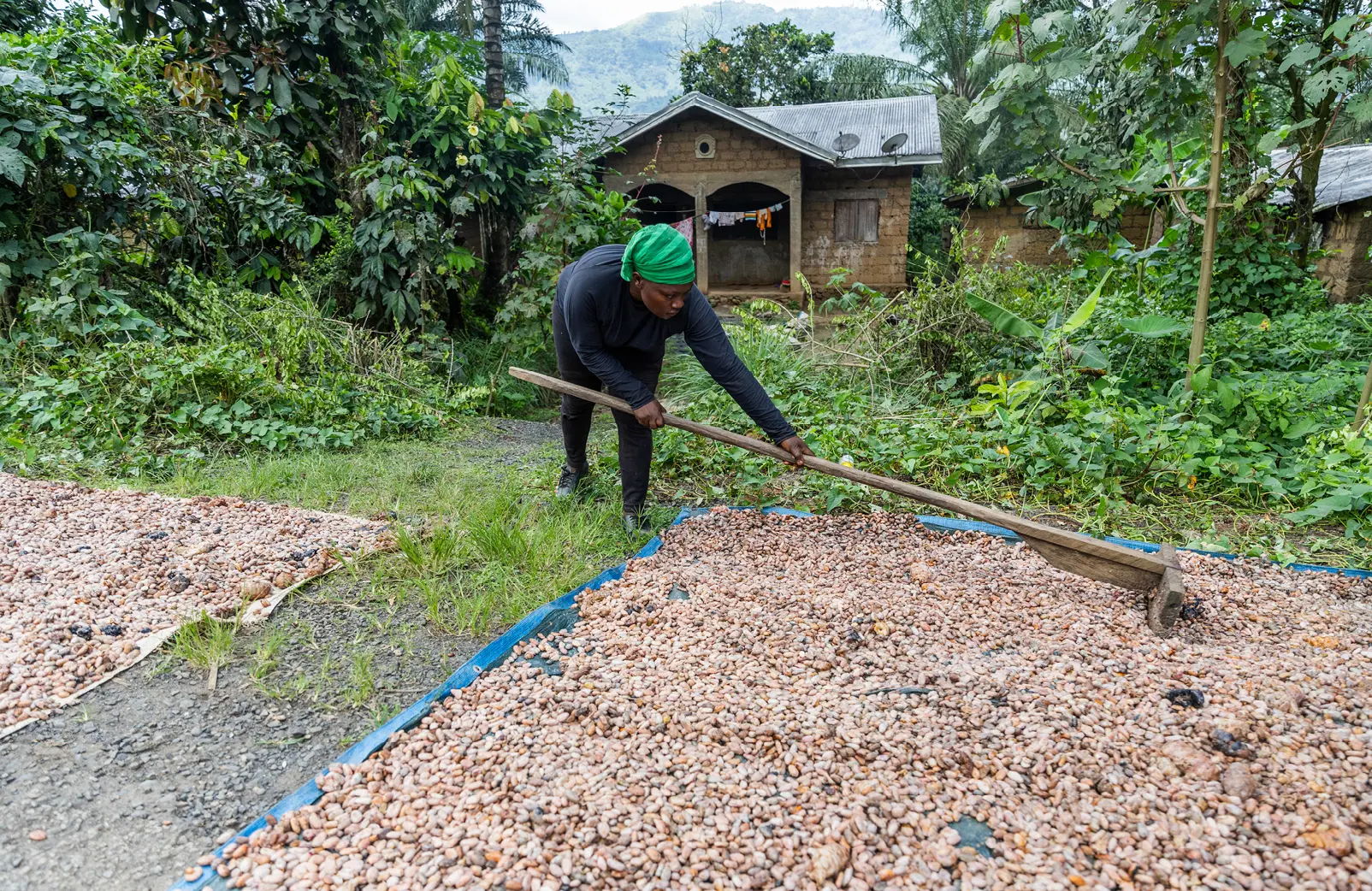 Da die Kakaobohnen von Hand geerntet werden, haben die meisten Kakaofarmen keinen Industrialisierungsprozess durchlaufen und sind von kleinen Familien und Gemeinschaften abhängig.