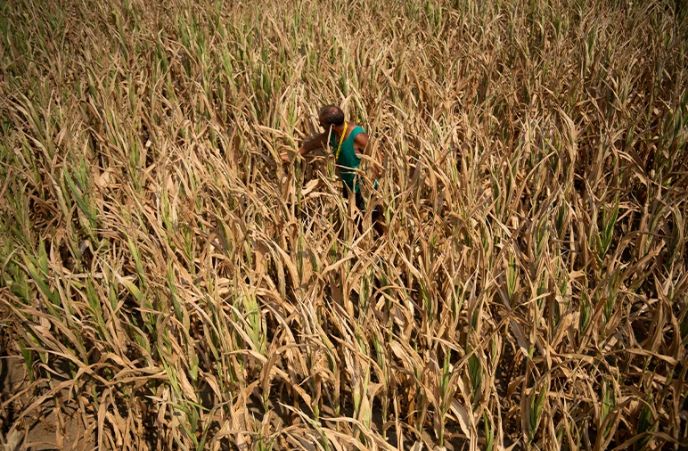 Photo: A farmer in Turin, Italy checks his heavily damaged corn fields. In 2022, Italy experienced its worst drought in 70 years, threatening 30% of agricultural yields. (Stefano Guidi/Getty)