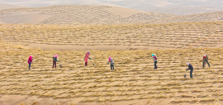 community members of Wuwei, China lay down sand barriers made of straw to create viable sowing ground for the drought-hardy Saxaul plant