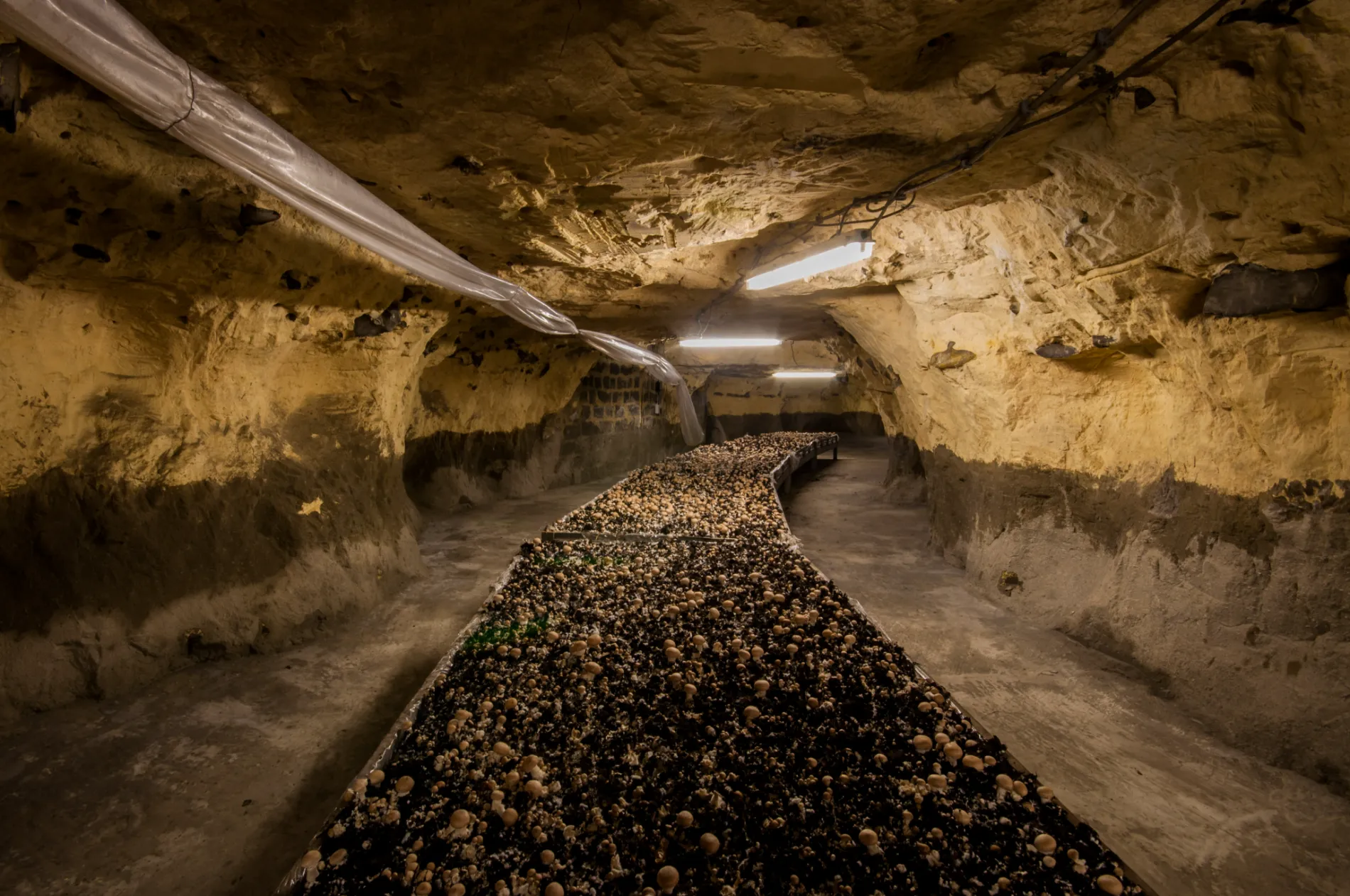 Theo Jennen is the last underground mushroom farmer in Wallonia.