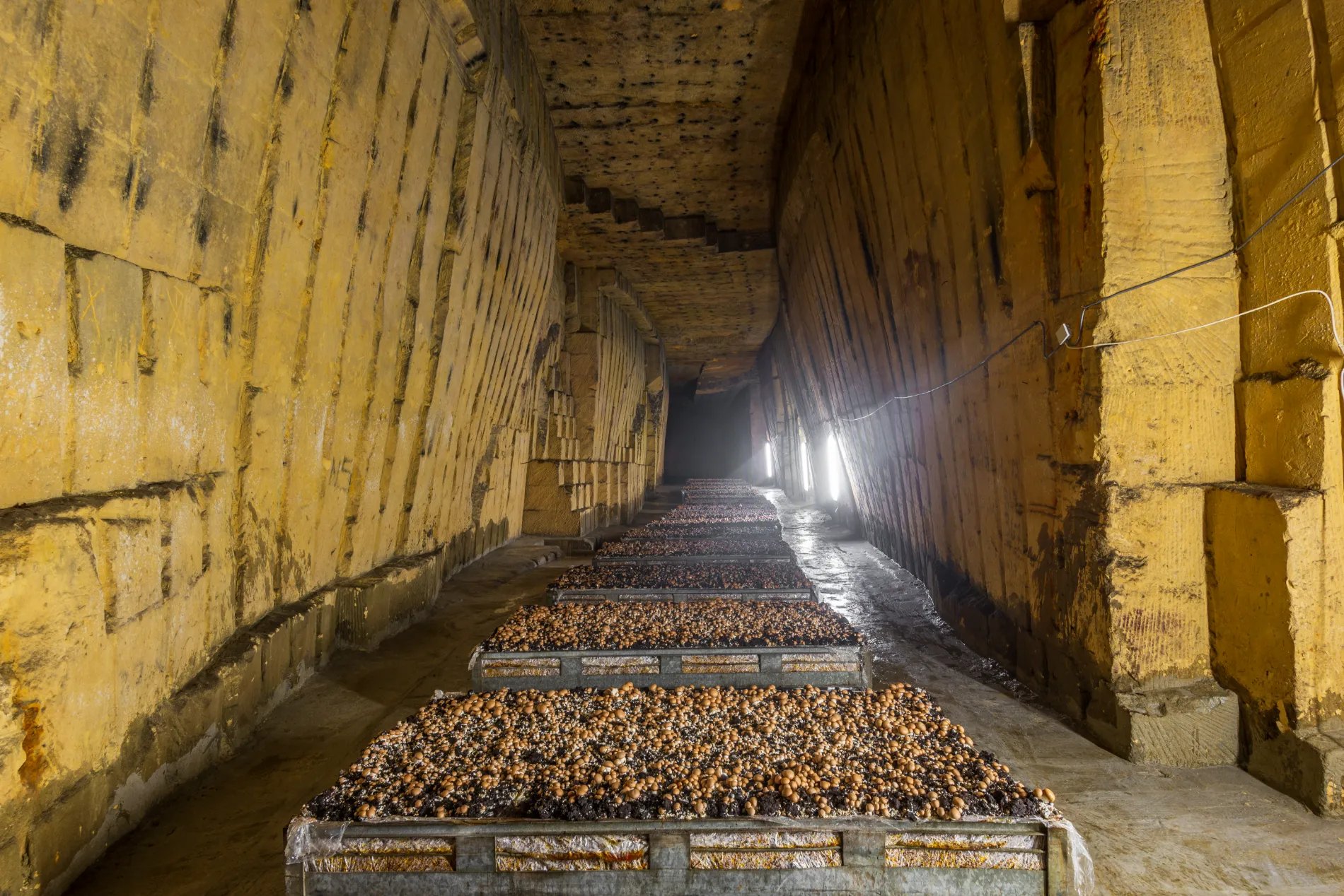 Dirk Jackers is the last underground mushroom farmer in Flanders