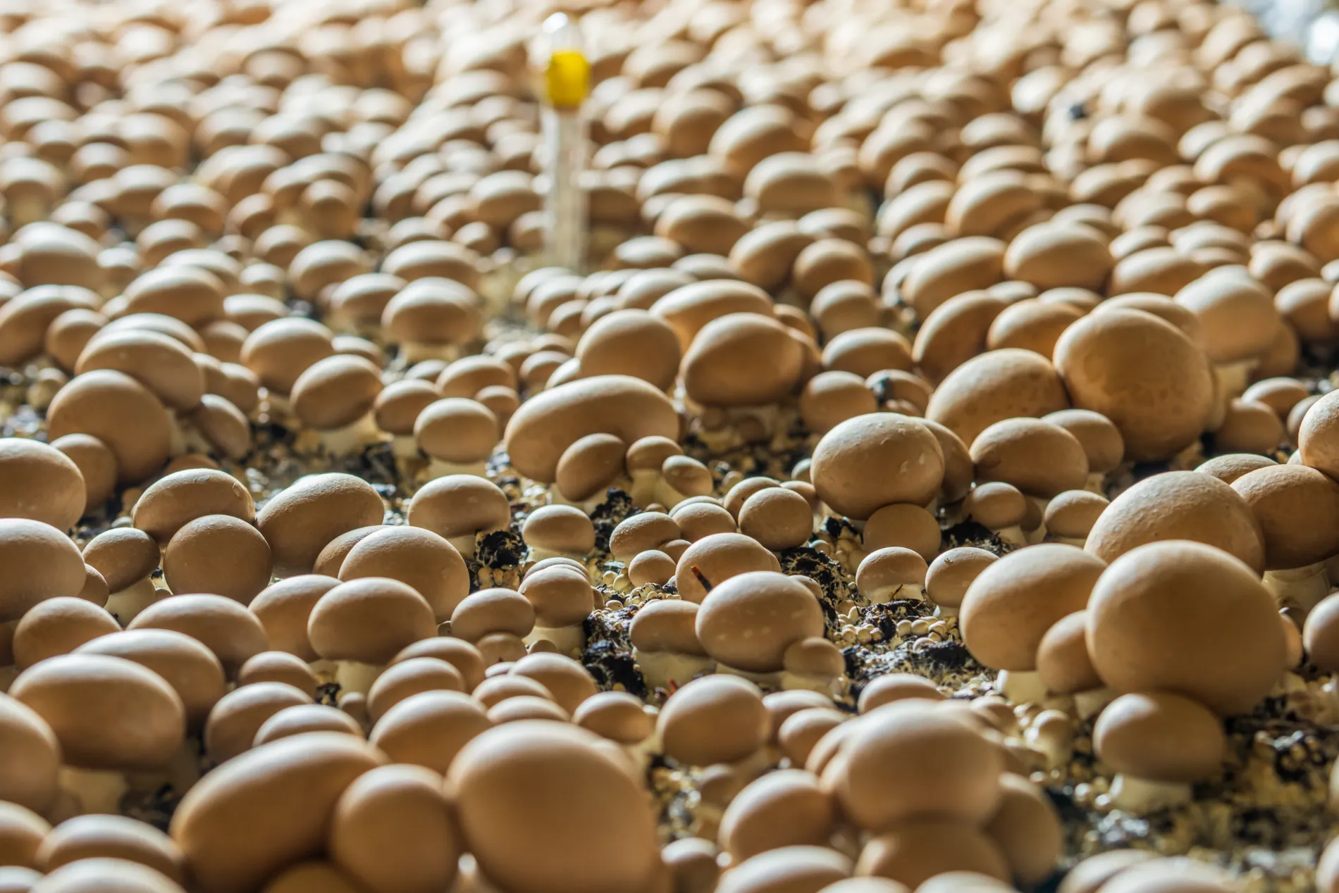 Dirk Jackers is the last underground mushroom farmer in Flanders