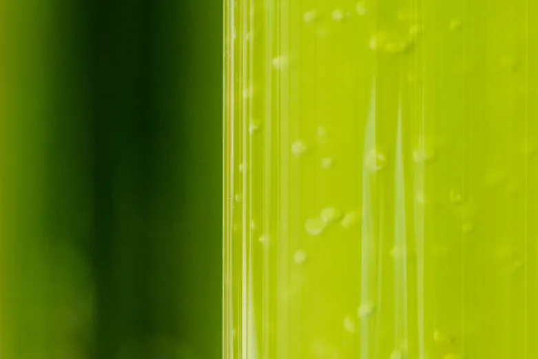 Growing spirulina in giant tubes