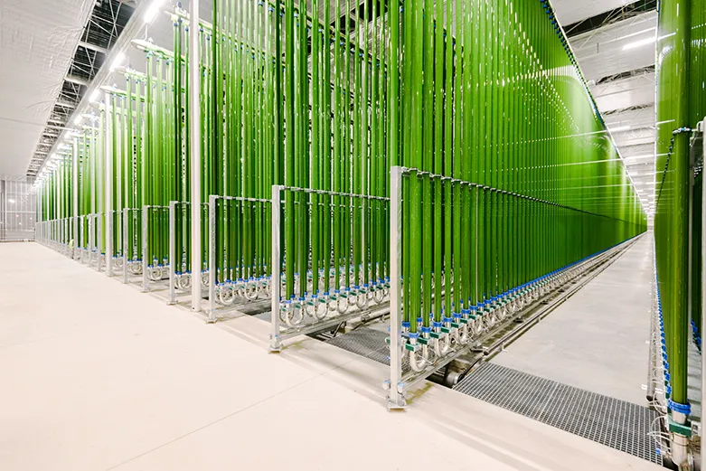Growing spirulina in giant tubes