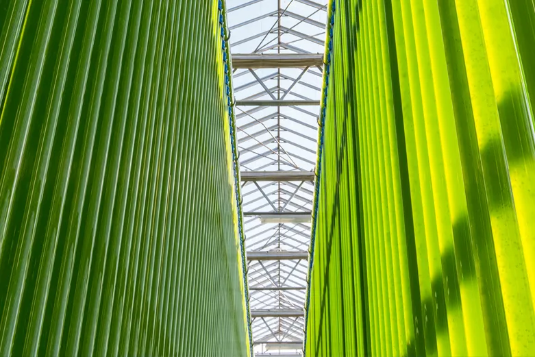 Growing spirulina in giant tubes