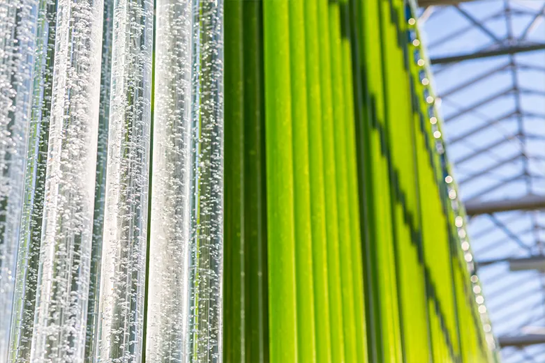 Growing spirulina in giant tubes