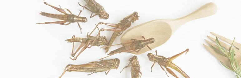 Insects