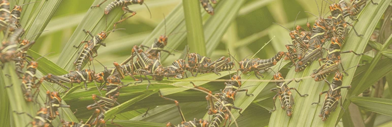 Insects