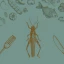 EdibleInsects_Thumb.webp