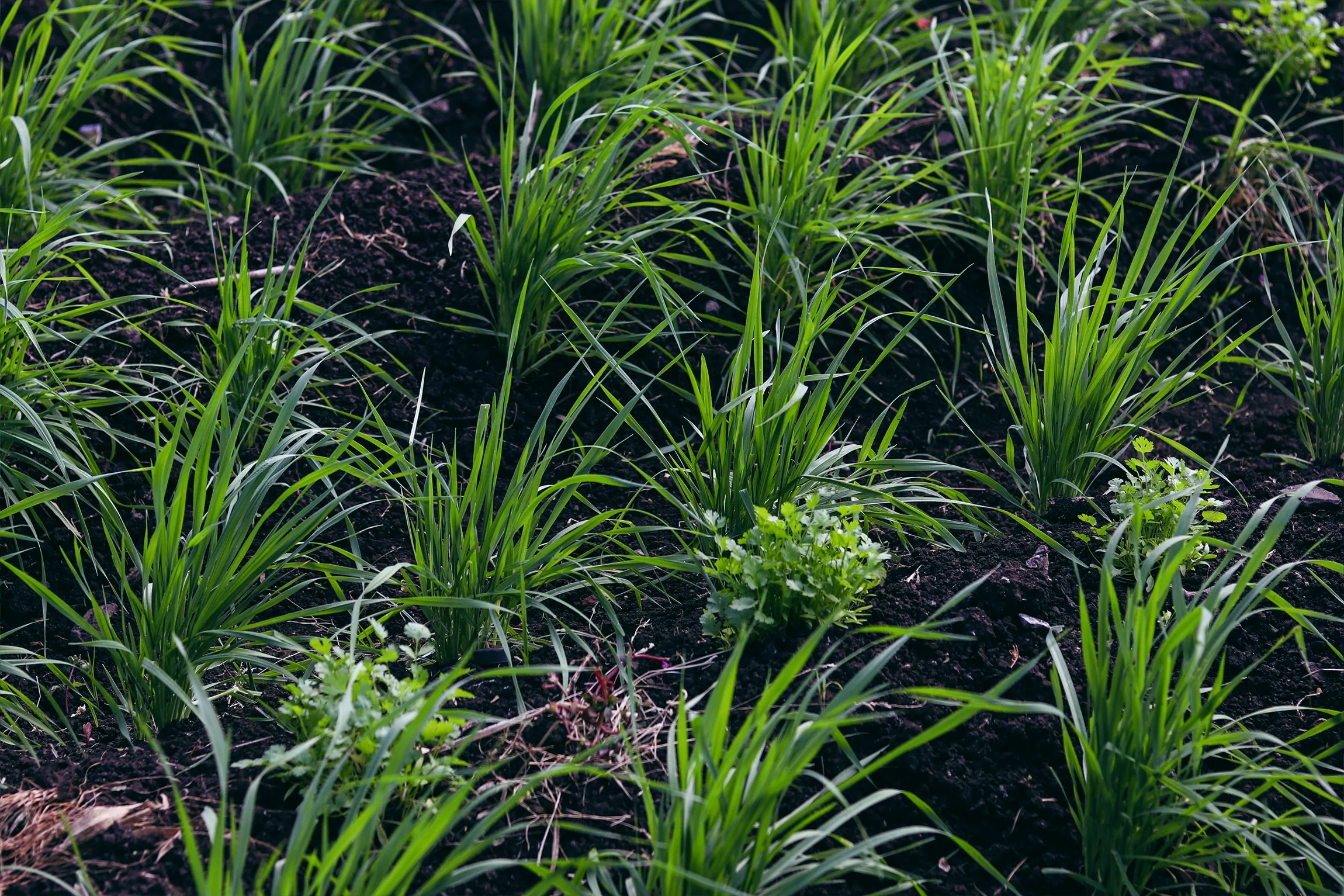 The Emmer Wheat cultivated by Irfan this year. Because of the tremendous October rains, he was late by a month in sowing the crop, which so far hasn’t affected the growth of the crop.