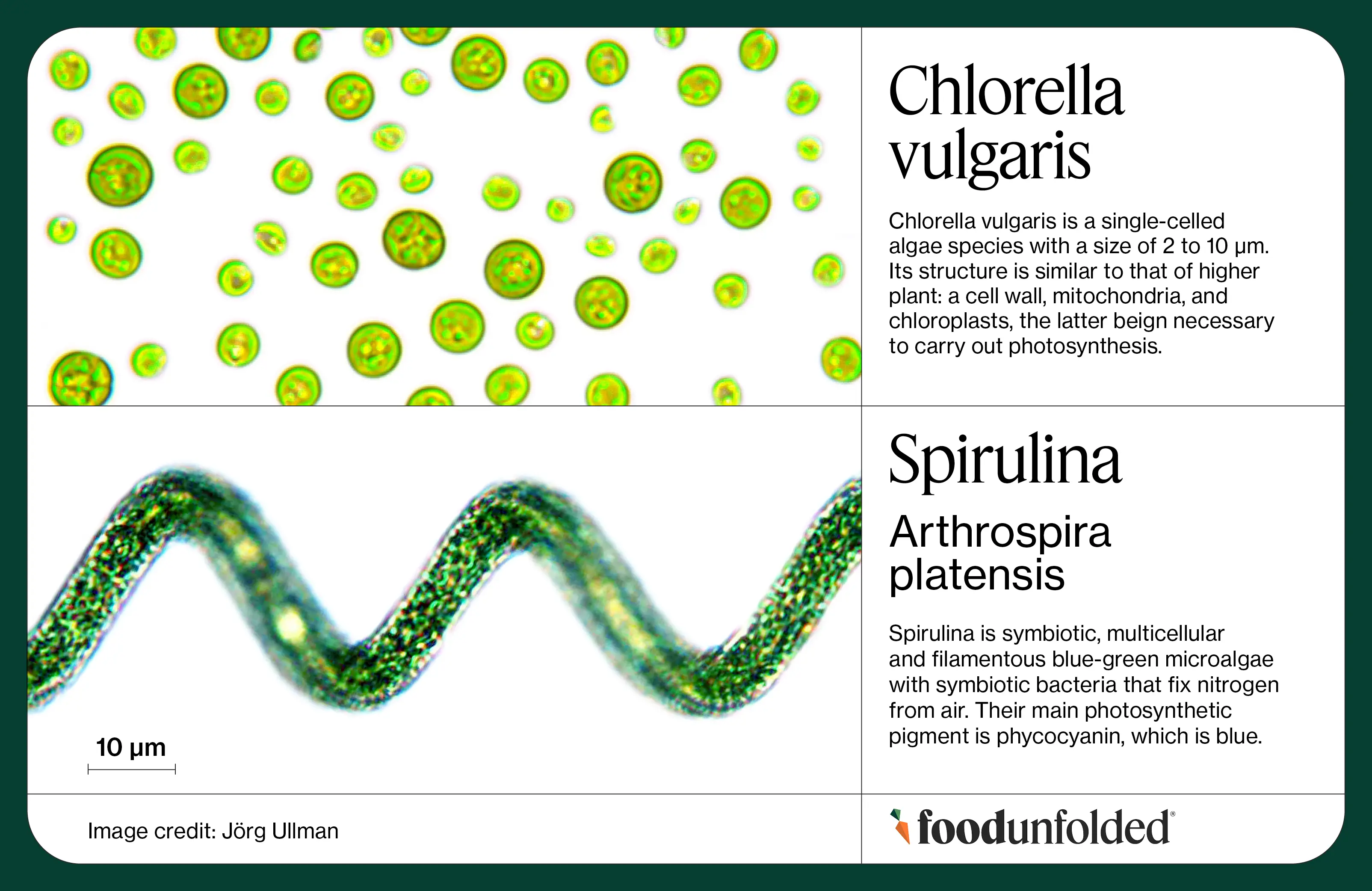 Microalgae