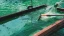 EN-Microalgae-Banner.webp