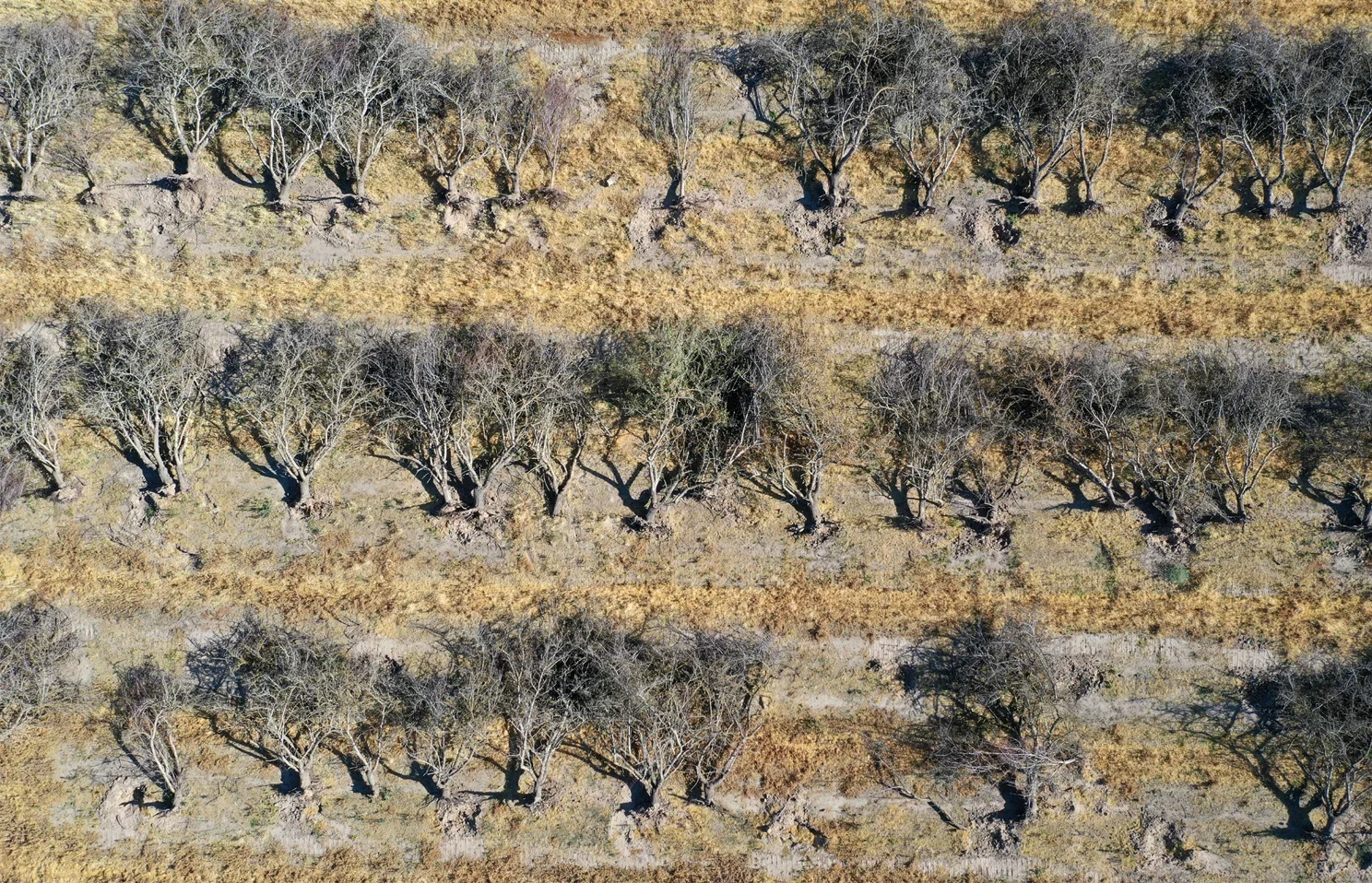 Almond Trees