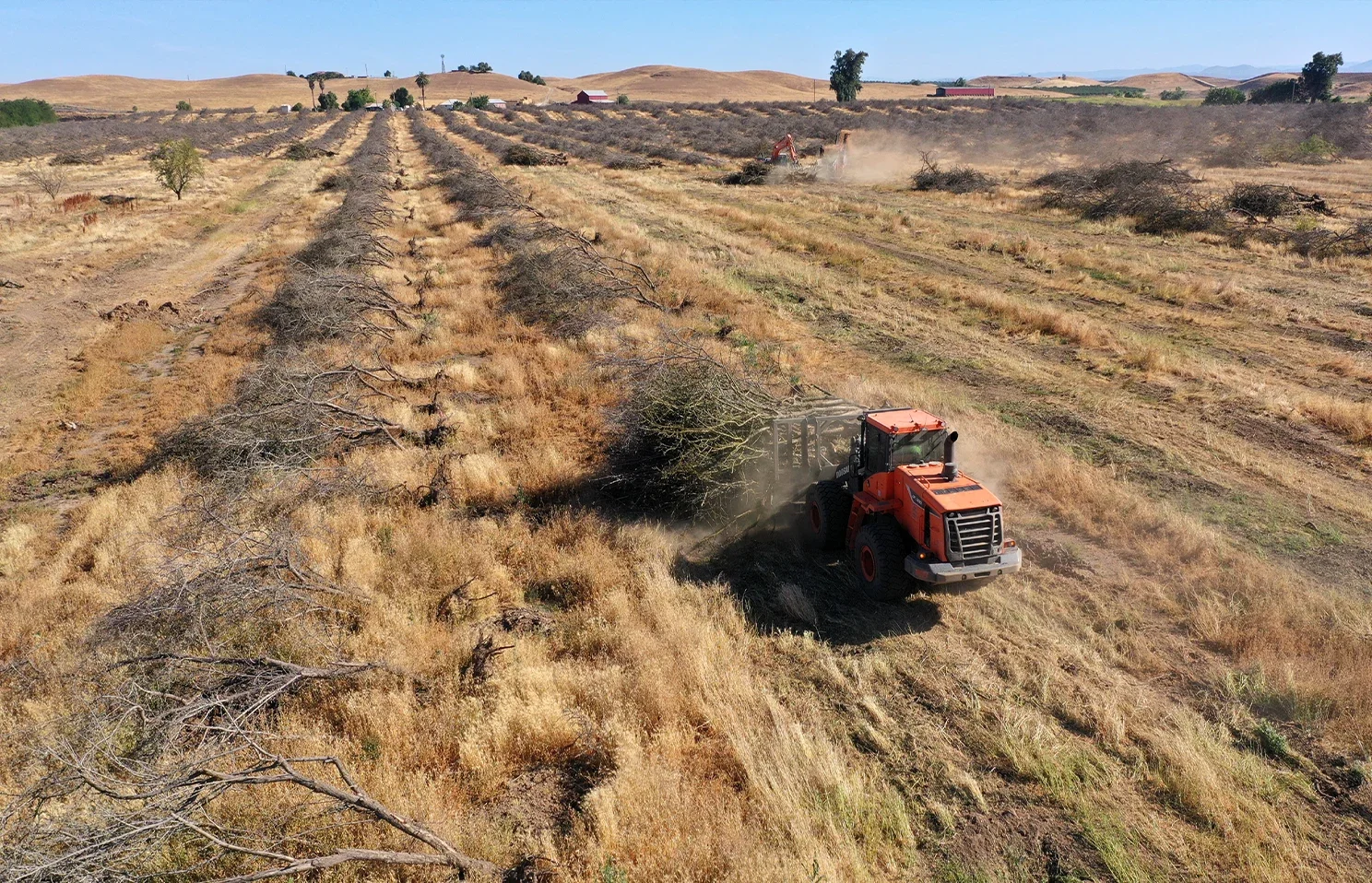 Almond farming
