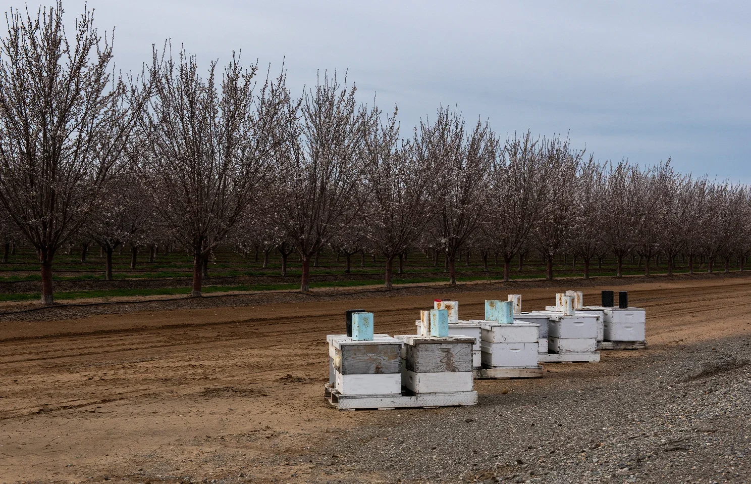almond monoculture