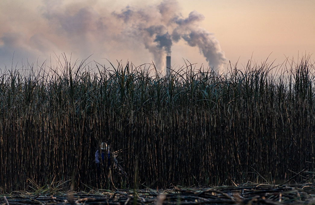 Sugarcane monocultures have replaced hectares of Brazilian forest to produce ethanol.
