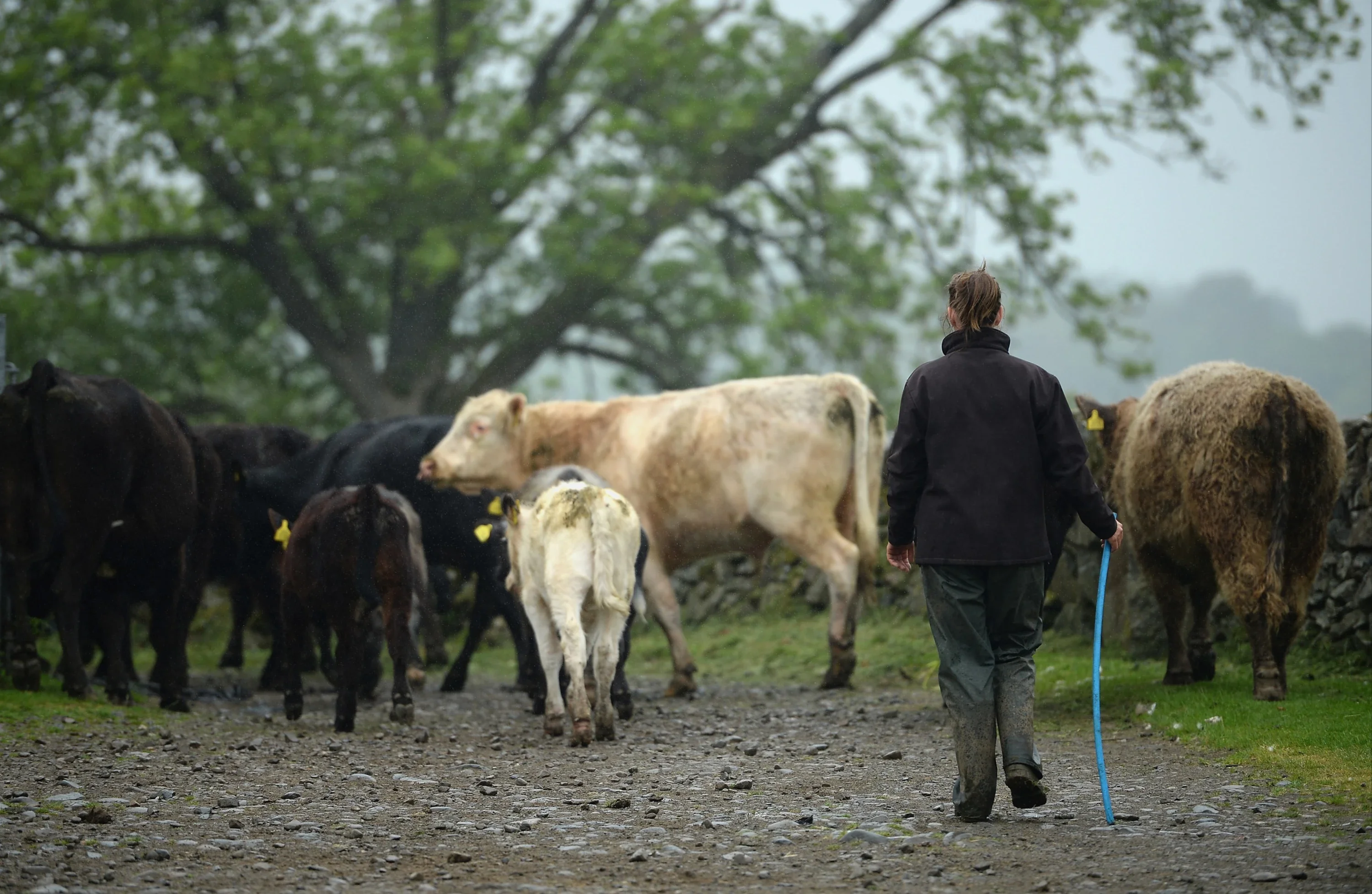 Inheritance of the land is influenced by social factors: men born on farms being expected to inherit from the exploitation, women being socialised to join and “marry in” another farm, reinforcing patrilinear hierarchies. 