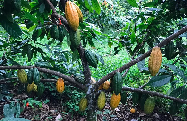 Cocoa tree