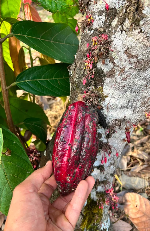 Mature cocoa pod