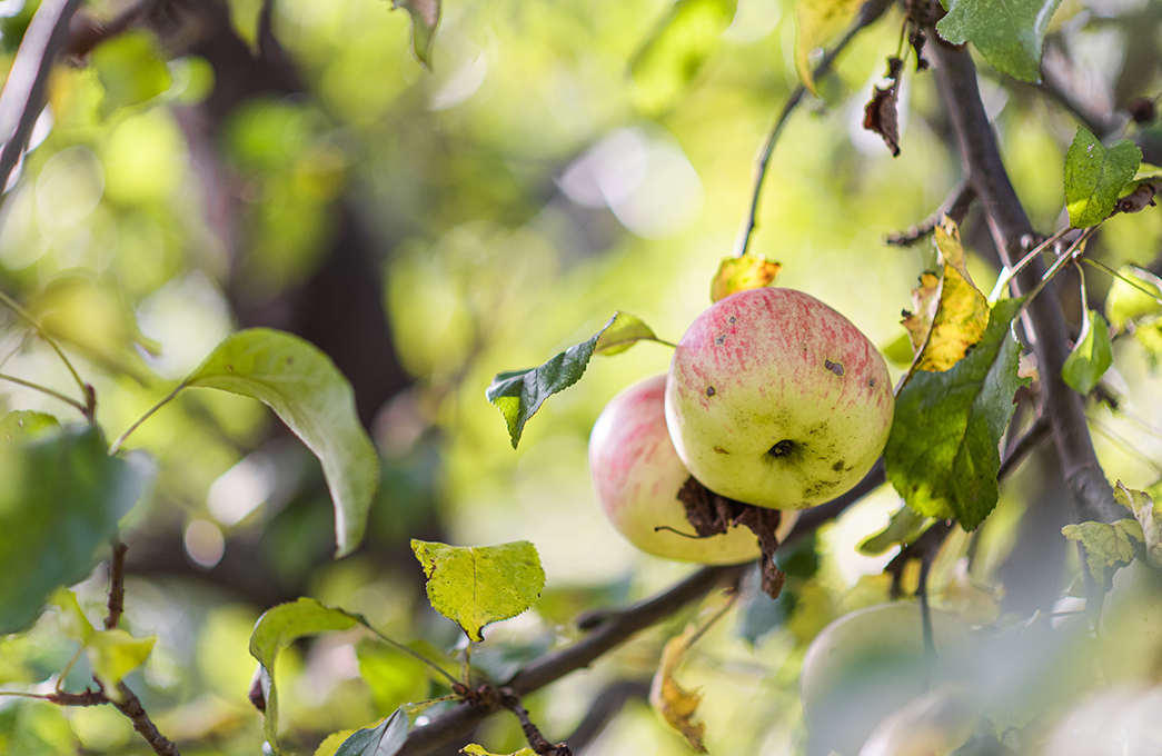 Global warming and extreme climate episodes increase diseases and pests on most cultivated varieties