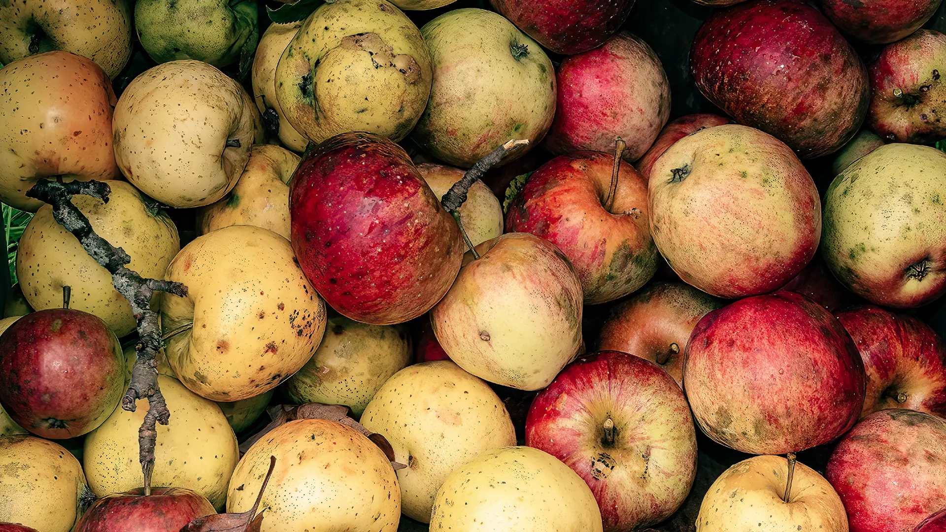 EN_Imperfect-food_Banner.webp