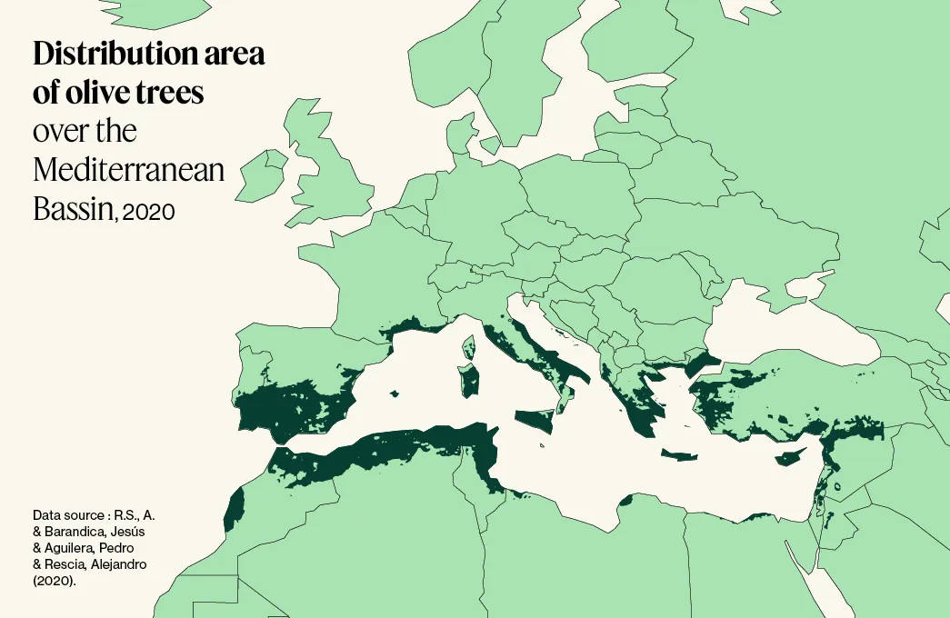 Distribution area of olive trees  over the  Mediterranean  Bassin, 2020
