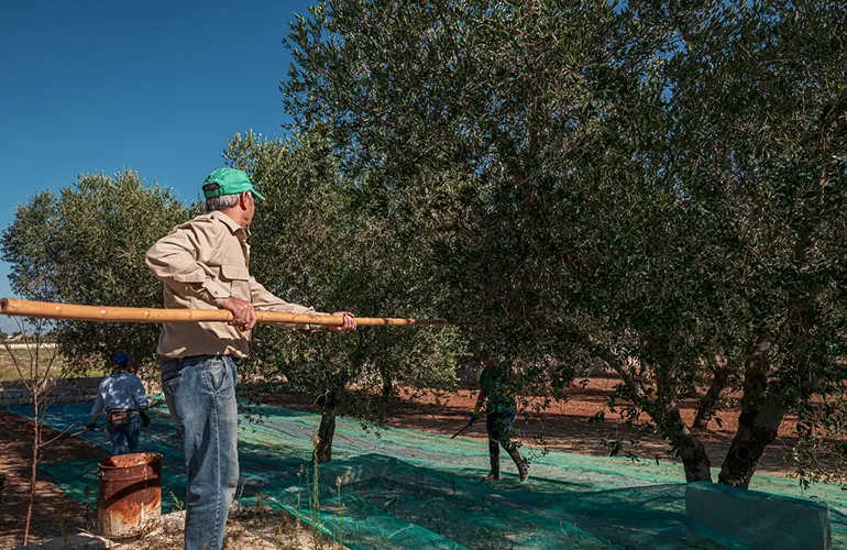 In Italy, small producers still rely on manual harvest, often being a collective family activity. Nets are spread below the trees where olives are collected, to be then gathered in boxes. 
