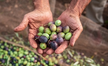 Olive Oil | How it’s Made