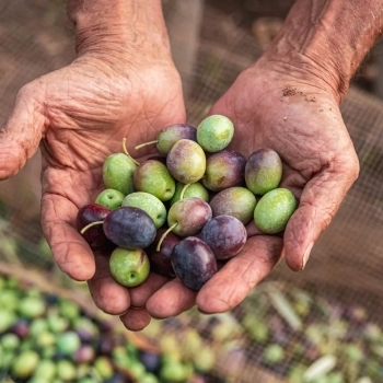 Olive Oil | How it’s Made