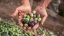 EN_Olive-oil_Banner.webp