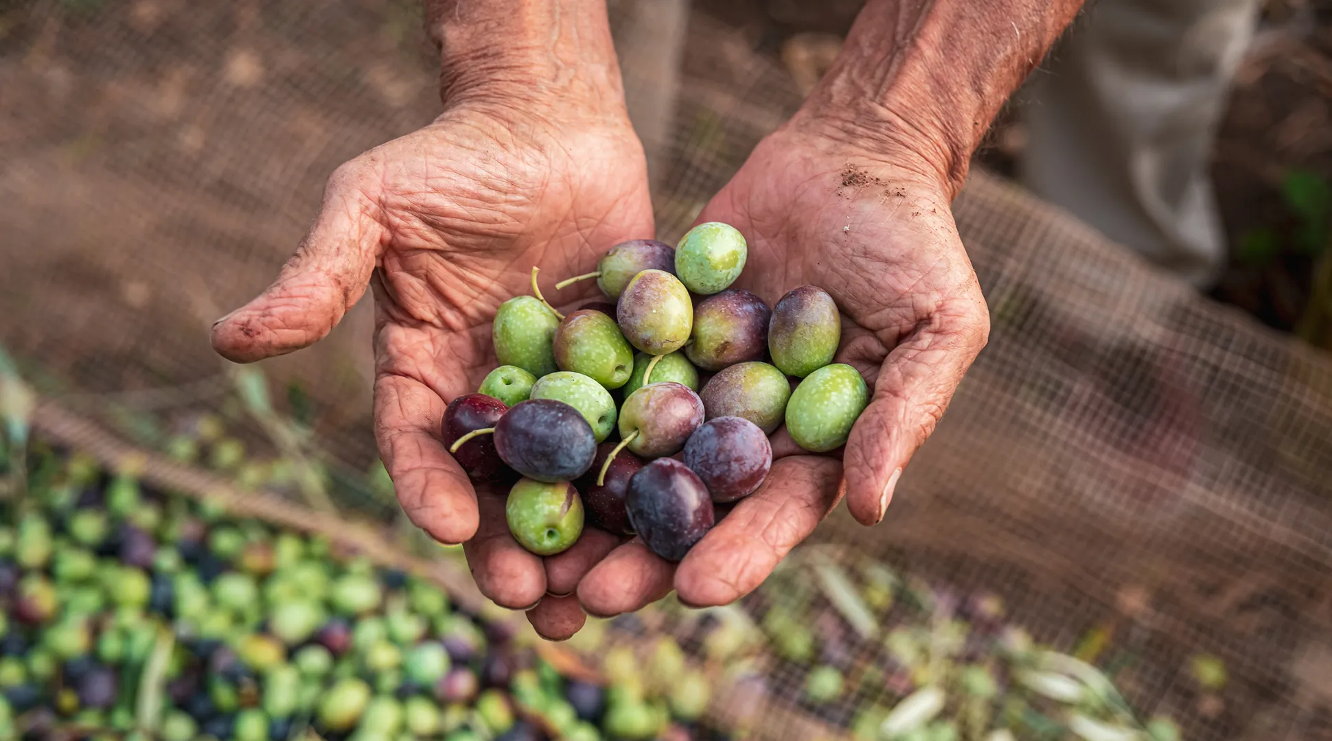 EN_Olive-oil_Banner.webp