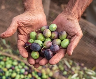 EN_Olive-oil_Banner.webp