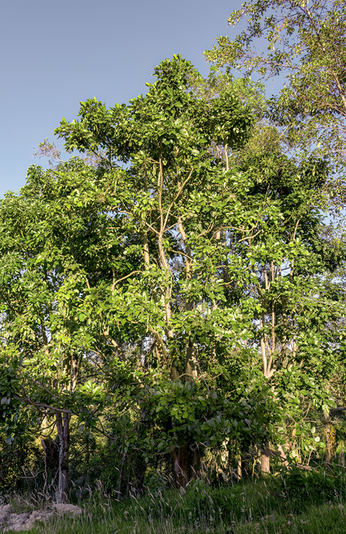 Balu Tree (Erythrina edulis)