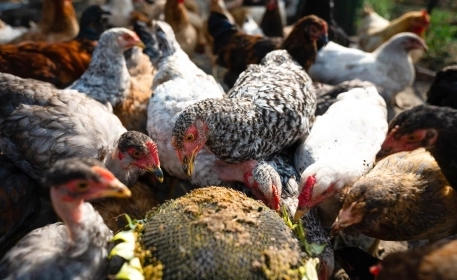 Reinventing Animal Feed: 4 Planet-Friendly Alternatives to Soy