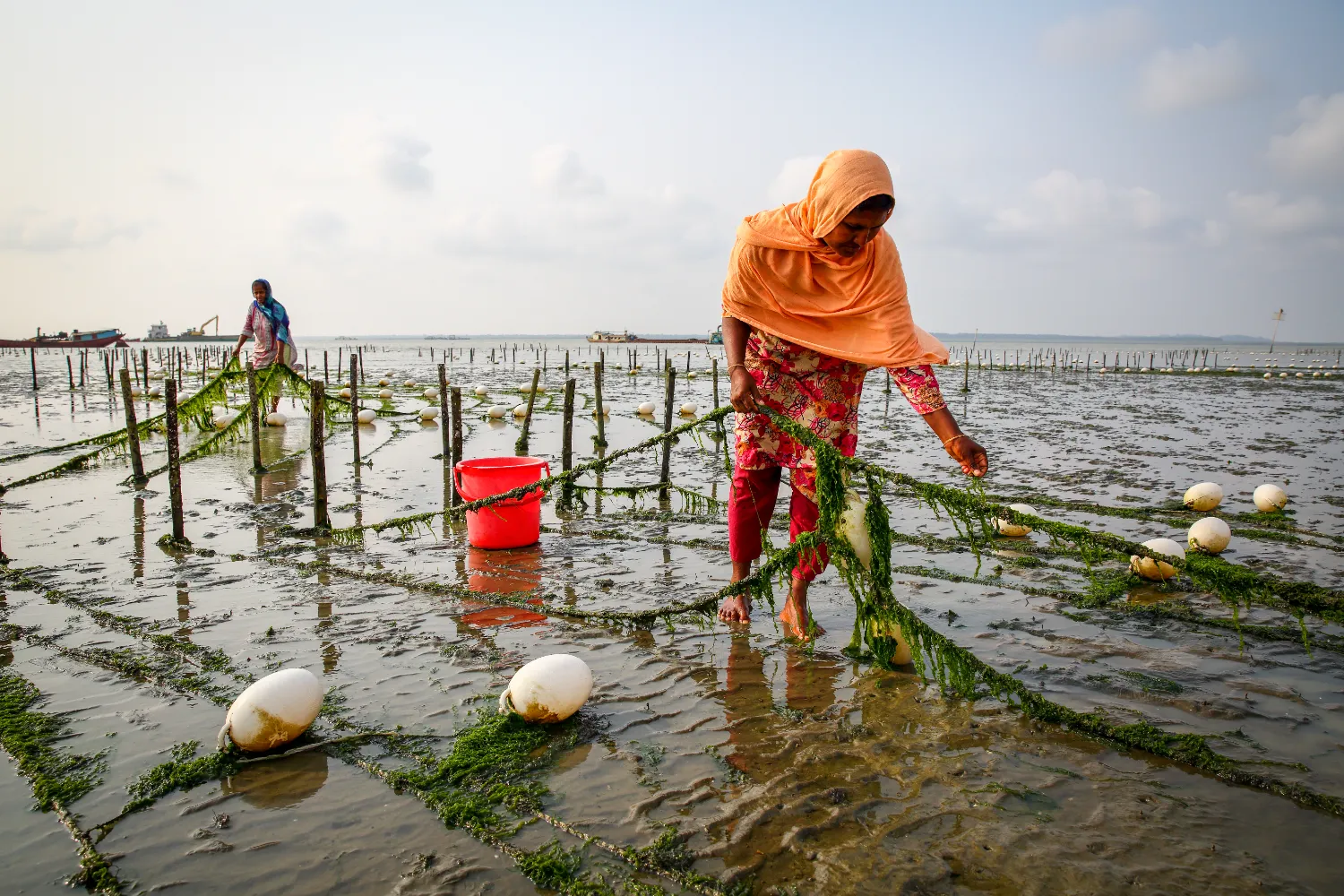 Farming Seaweed