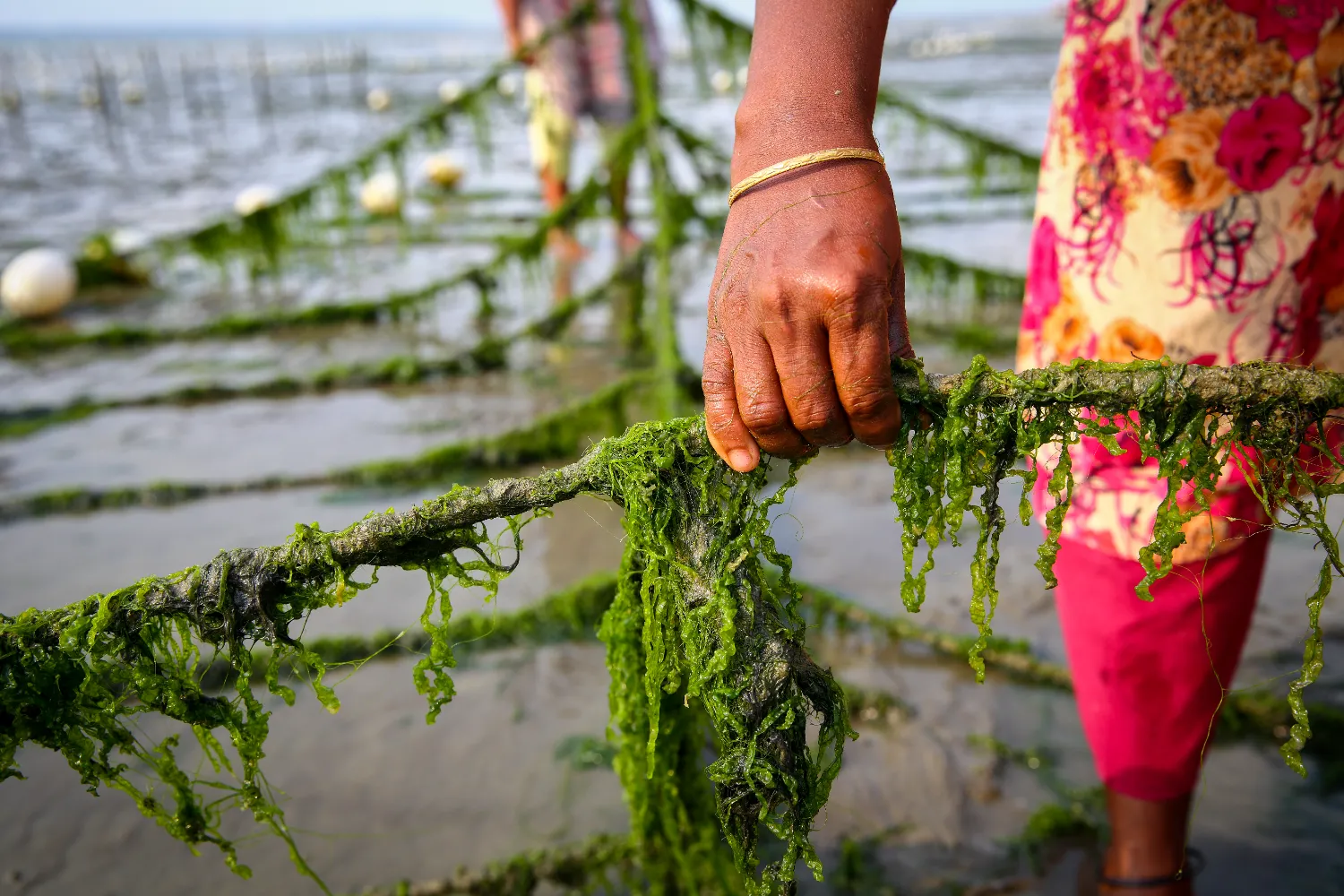 Farming Seaweed