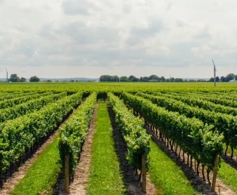 Farm to Fork: Sustainable Food Production in a Changing Environment