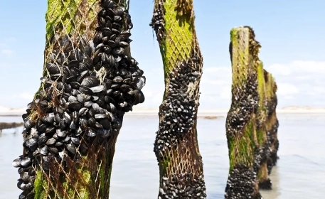 Cleaning The Seas with Mussel and Oyster Farms