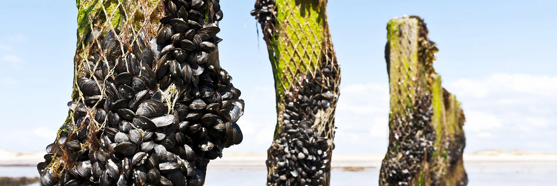 farms-clean-seas-header.webp