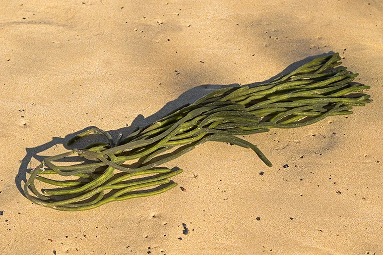 Felty fingers