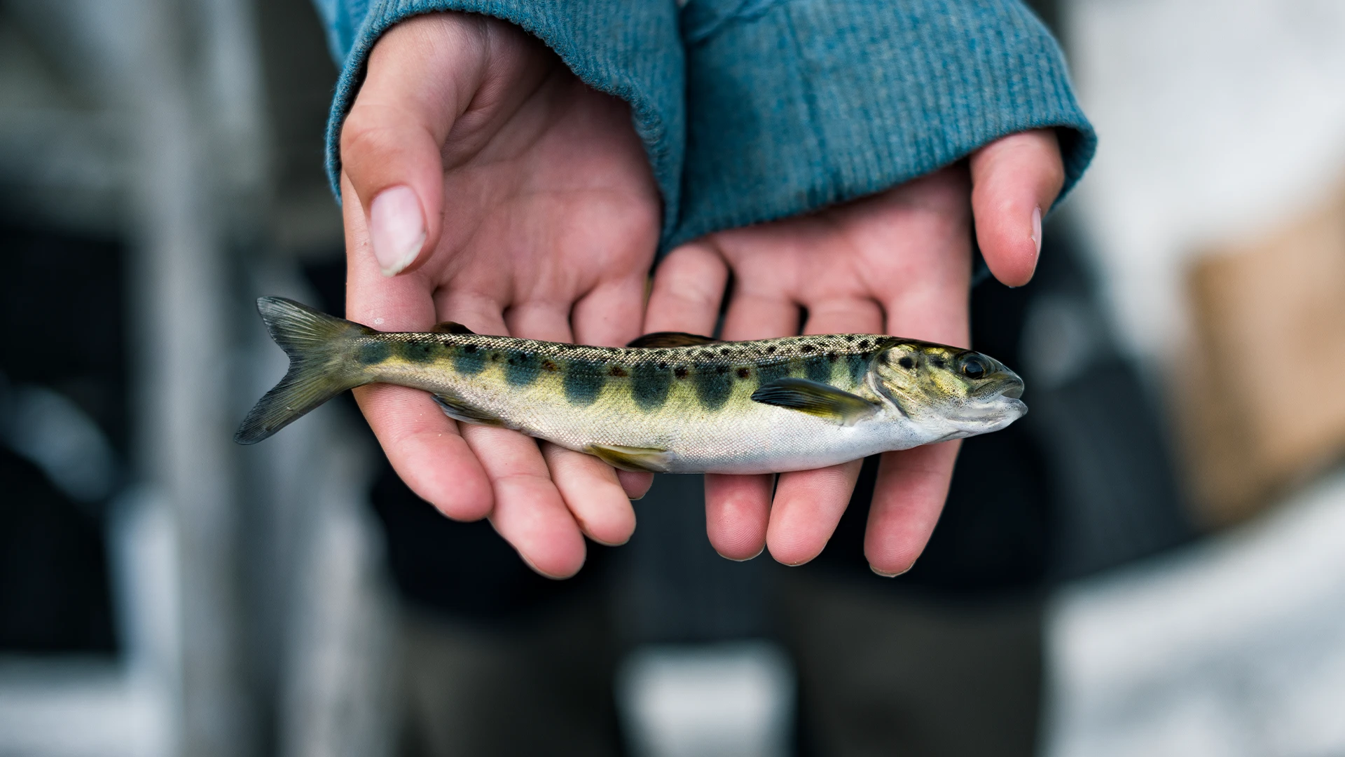 Fisch? Am besten vom Land!